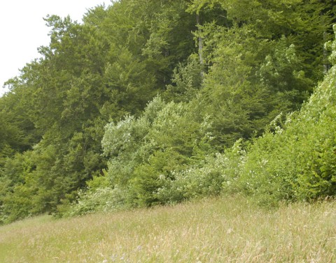 Blick auf einen aufgewerteten Waldrand mit blühenden Sträuchern und einer artenreichen Fromentalwiese davor
