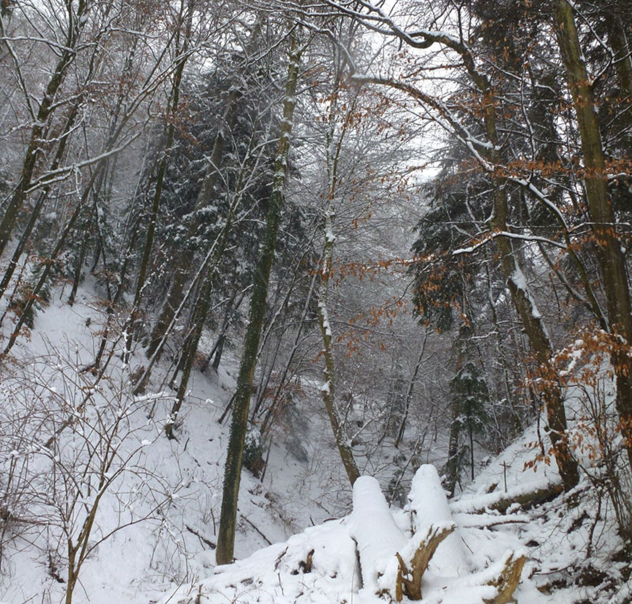 Winter im Naturwaldreservat
