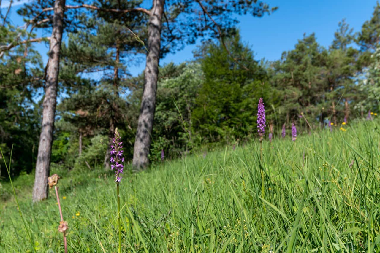 Blick in einen sommerlichen Lichten Föhrenwald. Im Vordergrund die Langspornige Handwurz.