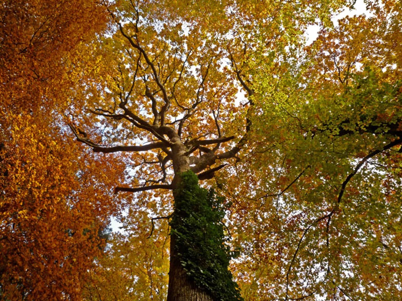 Blick einen Eichenstamm hinauf in die ausladende Krone mit herbstlich verfärbten Blättern.