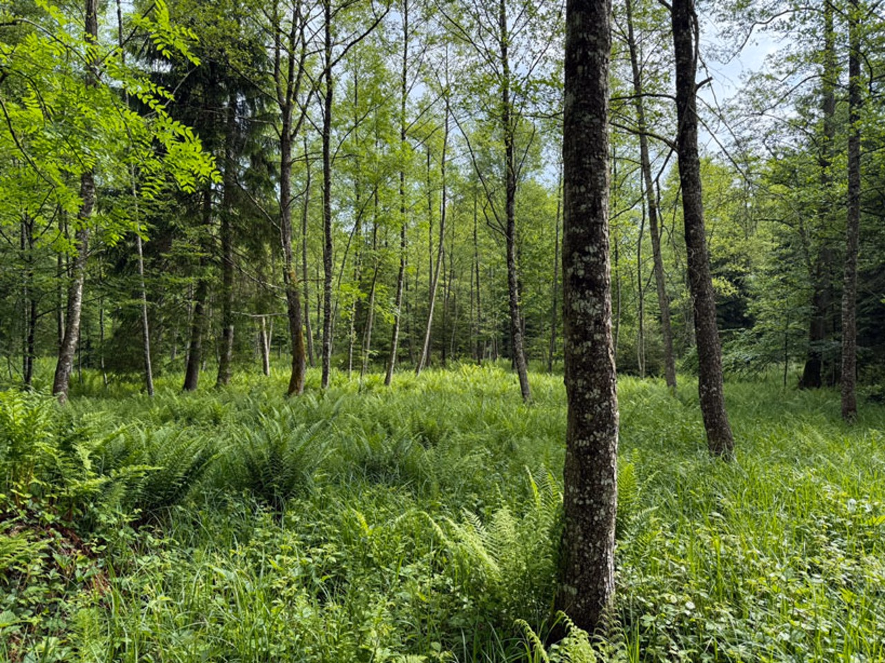 Bewirtschafteter Feuchtwald mit Schwarzerlen und  randlich einigen Fichten sowie wenigen Linden, Bergahorn und Traubenkirschen.