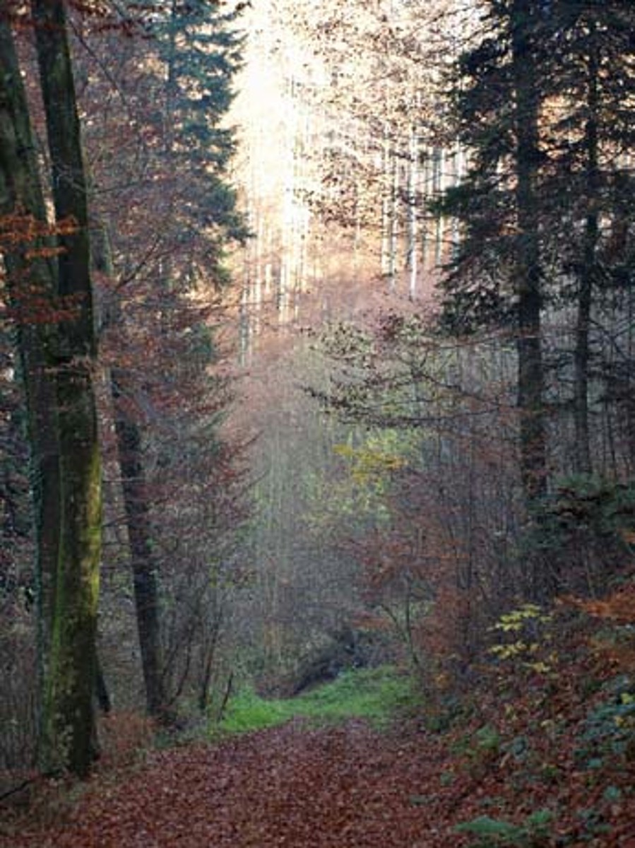 Naturwaldreservat Berg