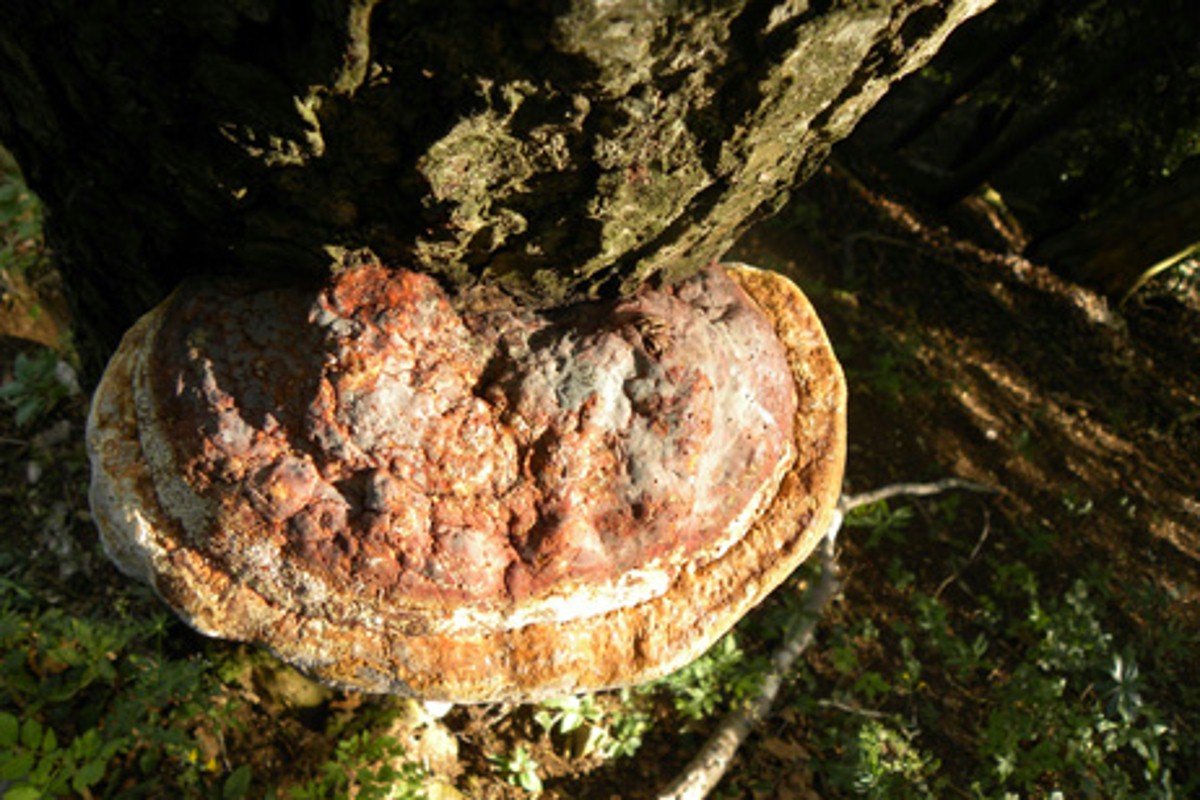 Naturwaldreservat Egg-Königstein