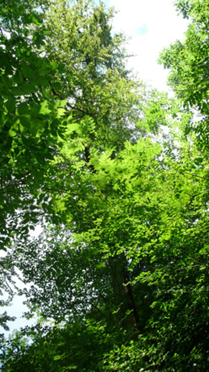 Naturwaldreservat Einholte-Summerholde