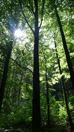 Naturwaldreservat Einholte-Summerholde