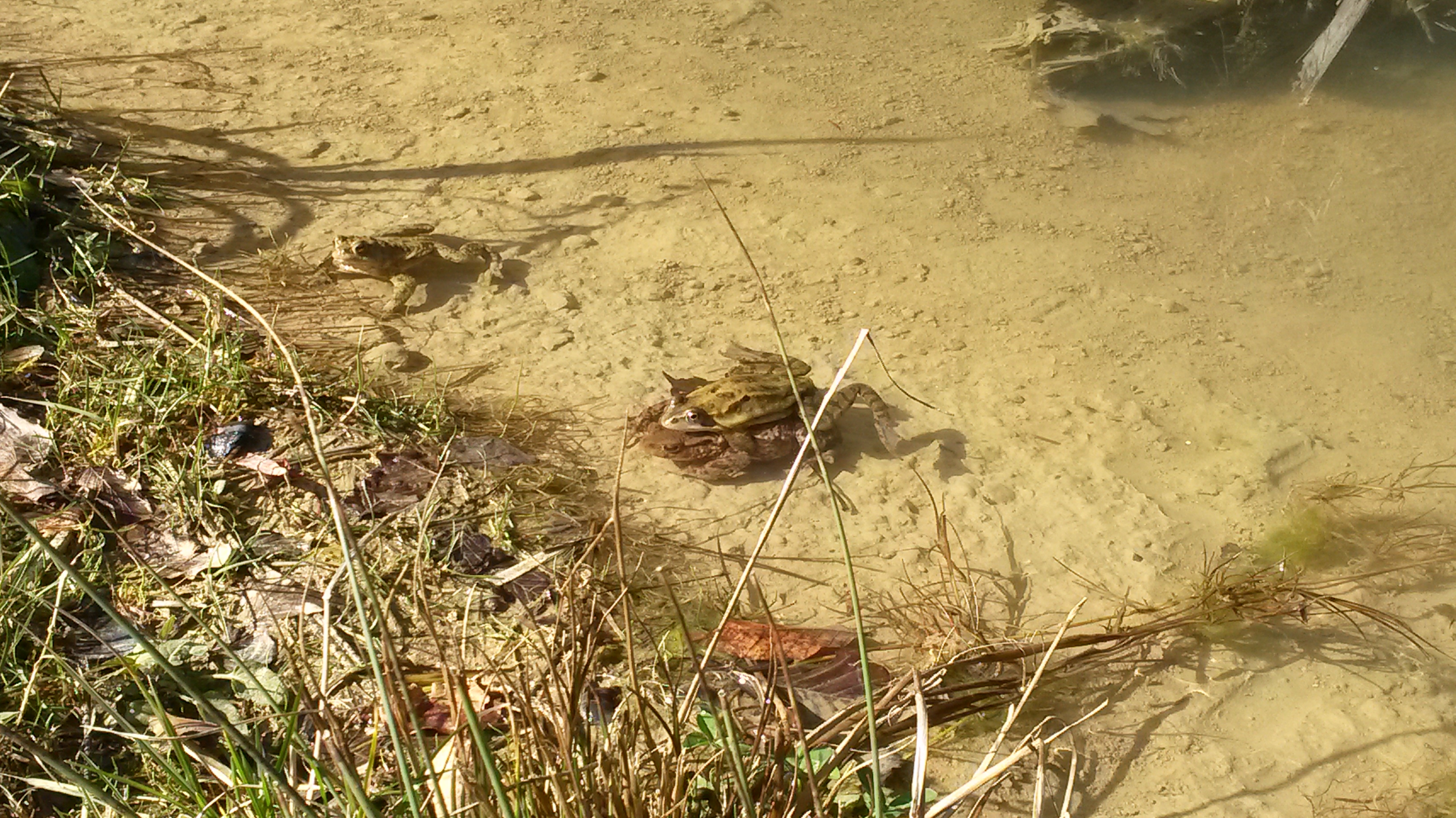 Erdkröte-Grasfroschpaar im Wittelweiher