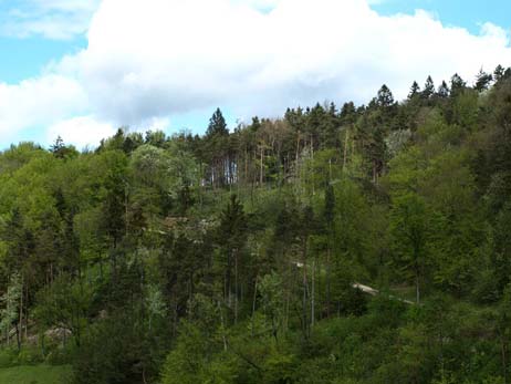 Naturwaldreservat Sattelrüti-Rebhalde
