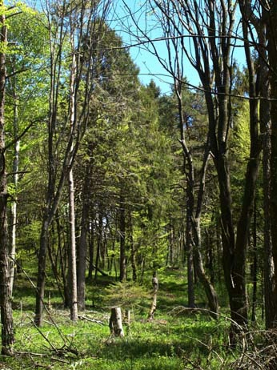 Naturwaldreservat Sattelrüti-Rebhalde