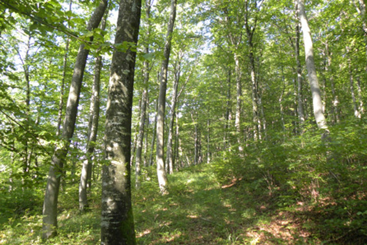 Naturwaldreservat Strie