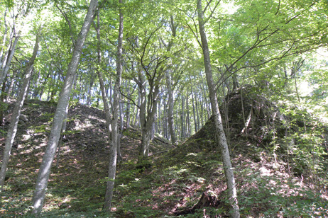 Naturwaldreservat Strie