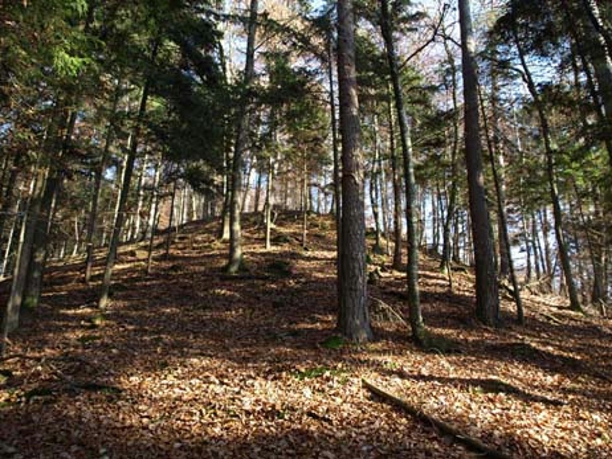 Naturwaldreservat Surberg