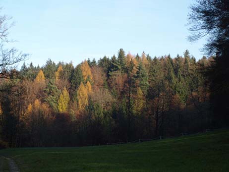 Naturwaldreservat Surberg