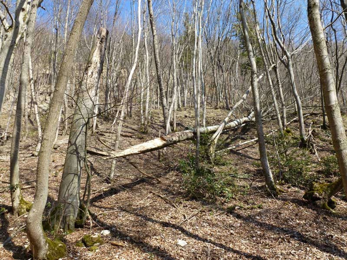 Naturwaldreservat Chameren-Rütifels