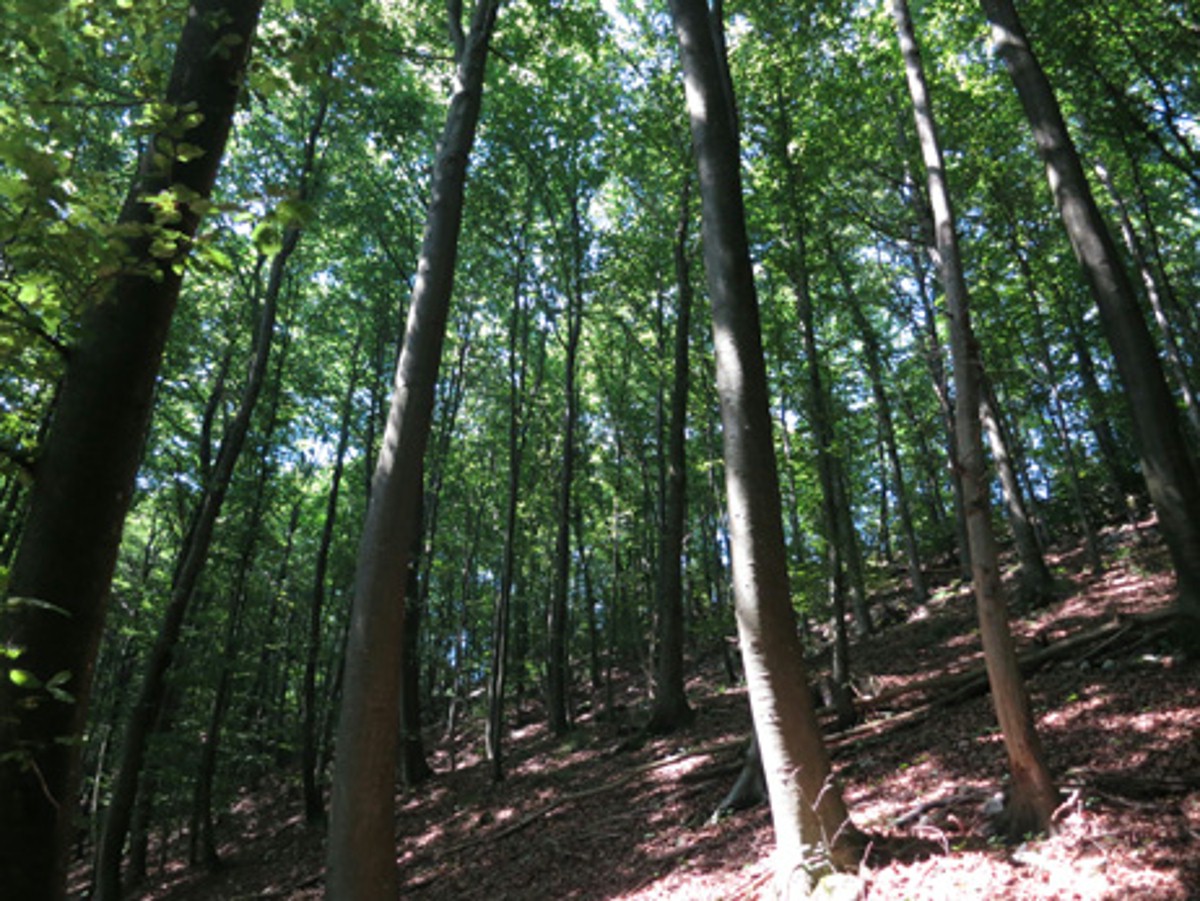Naturwaldreservat Chestenberggrat