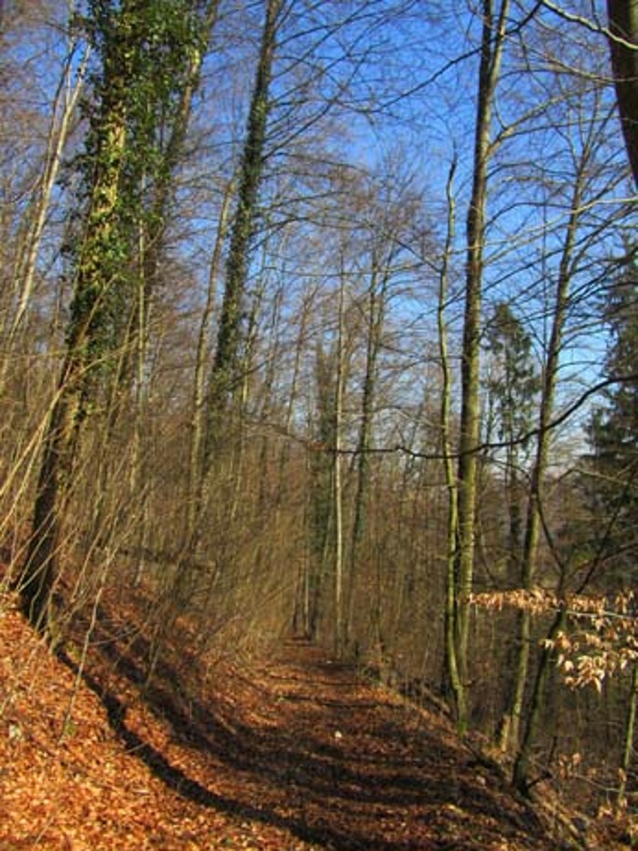 Naturwaldreservat Iteletäli