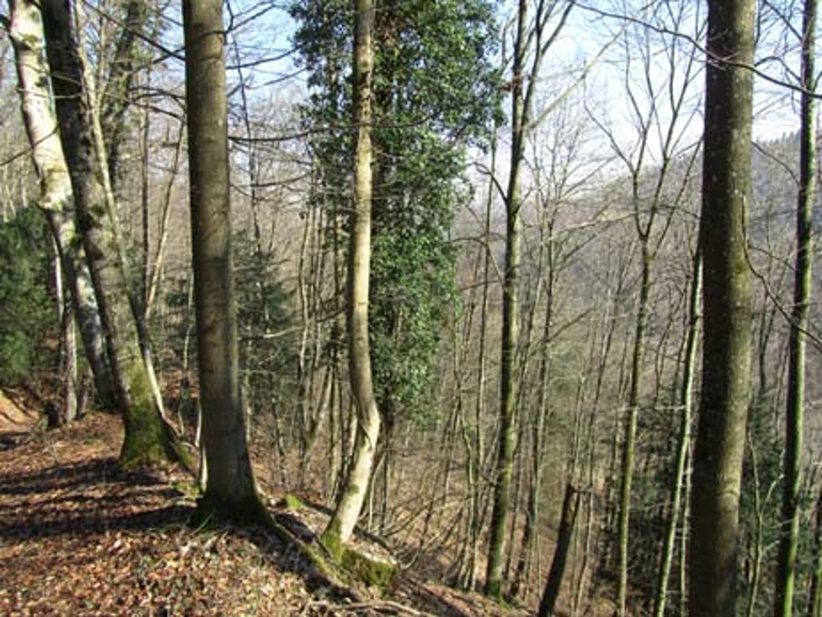 Naturwaldreservat Iteletäli