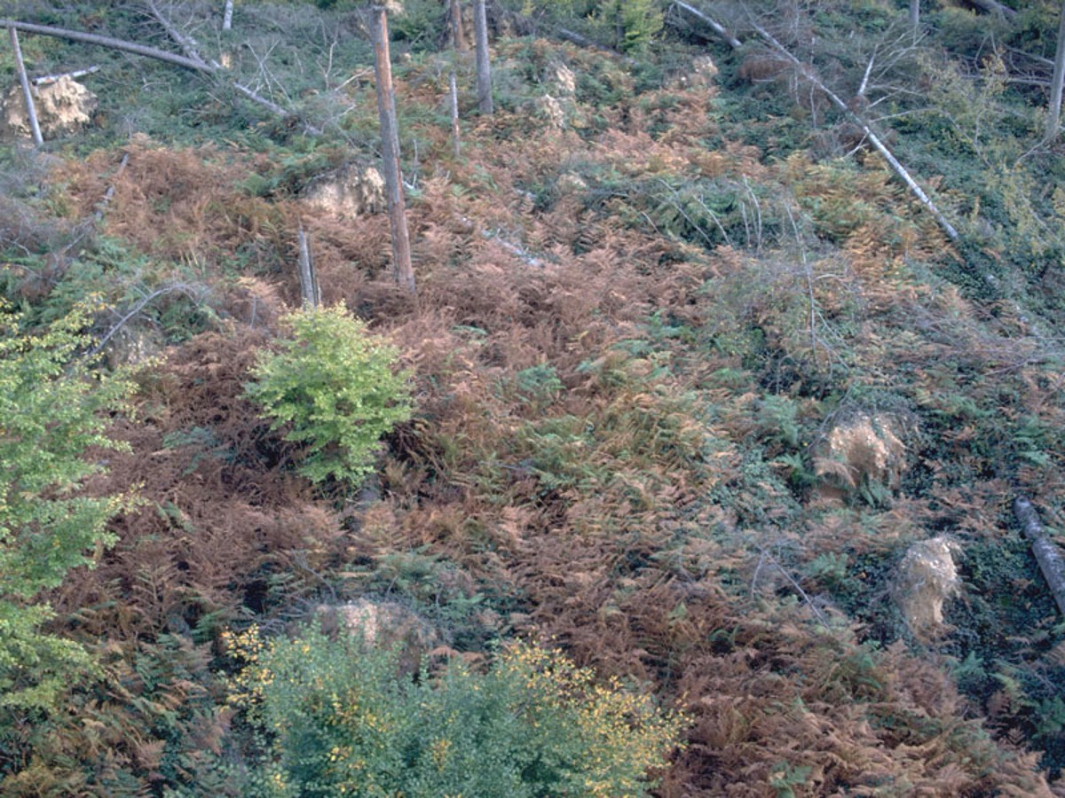 Naturwaldreservat Lothar Okt. 2001