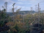 Naturwaldreservat Lothar Okt. 2001