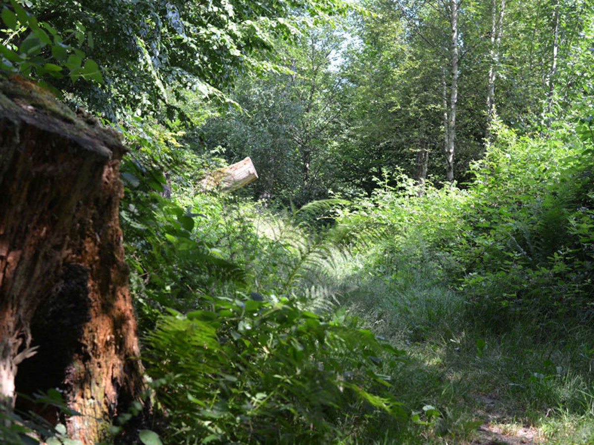 Naturwaldreservat Lothar Juli 2013