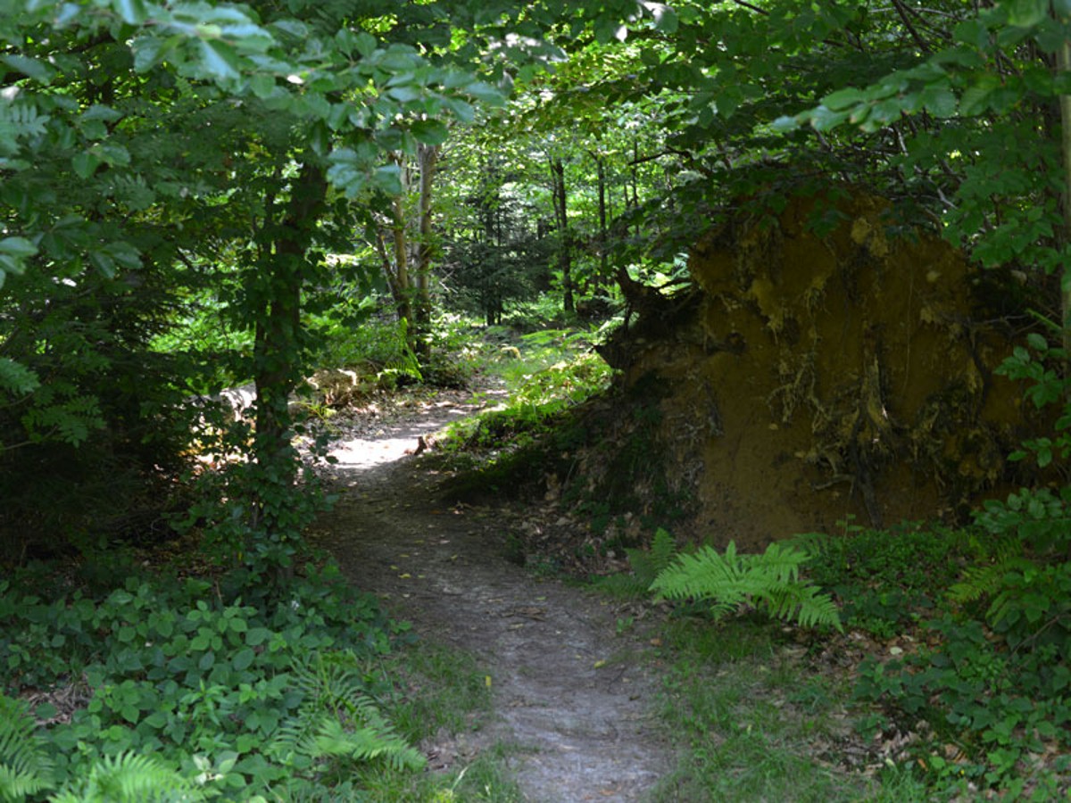 Naturwaldreservat Lothar Juli 2013