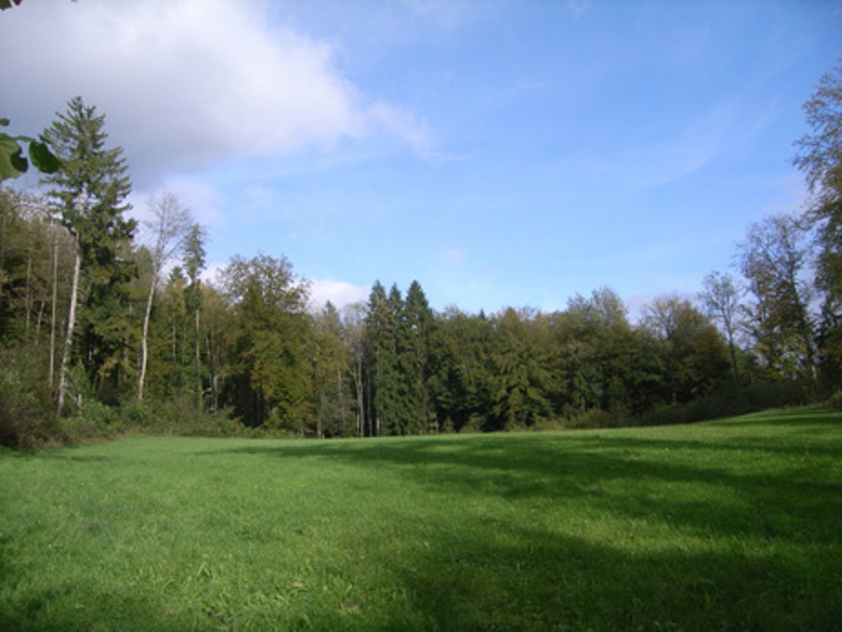 Naturwaldreservat Villmergen