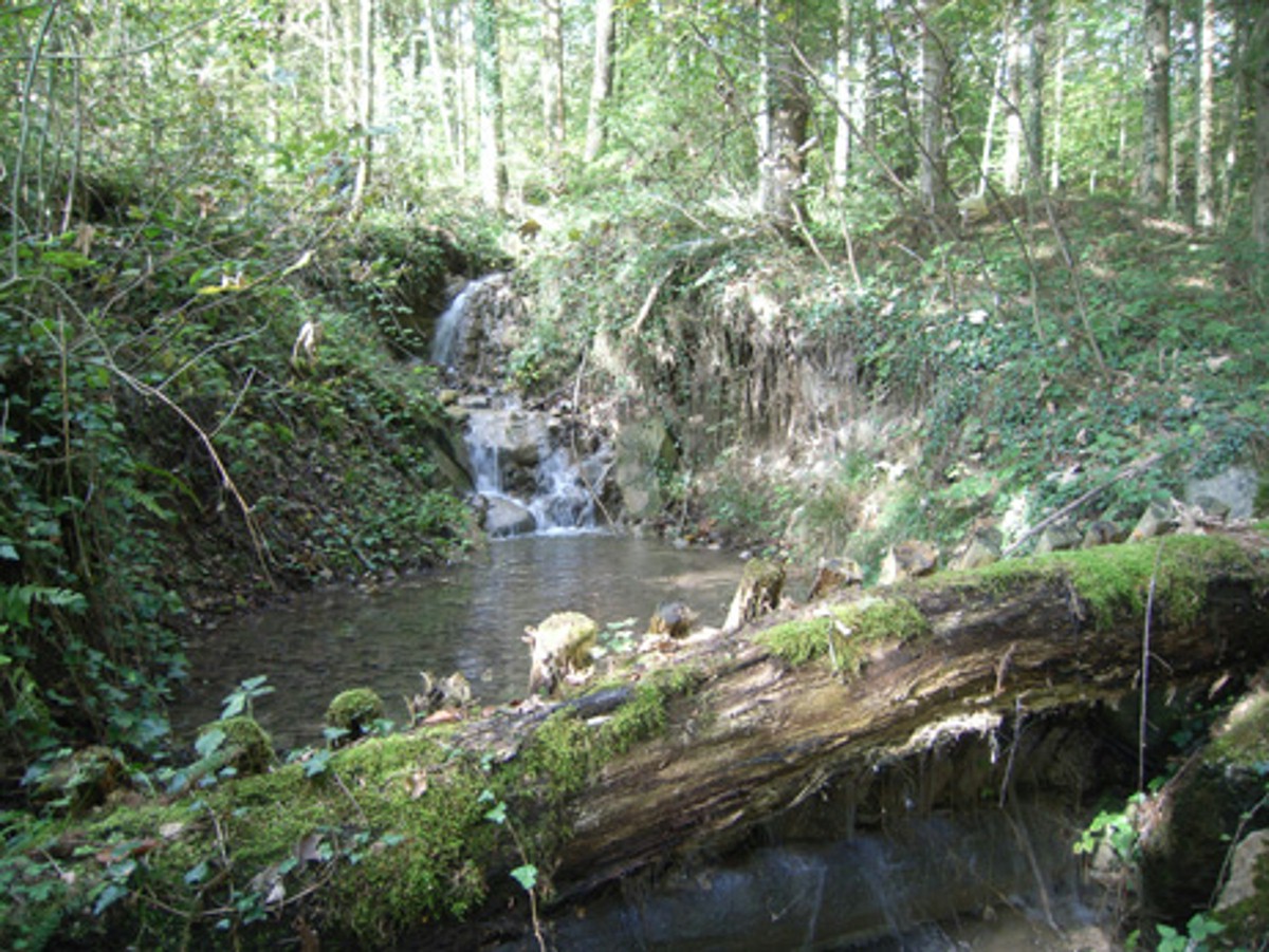 Naturwaldreservat Villmergen