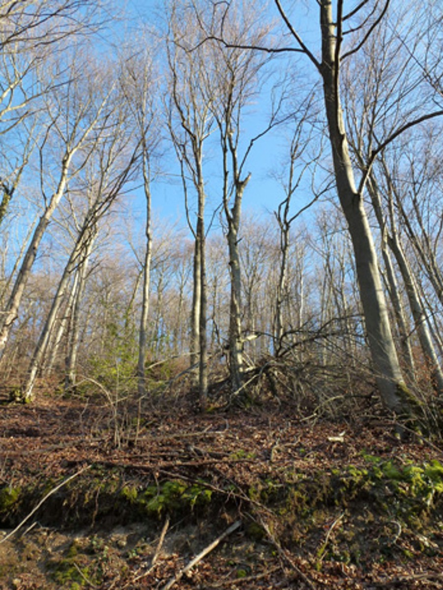 Naturwaldreservat Leiberholden Steindler