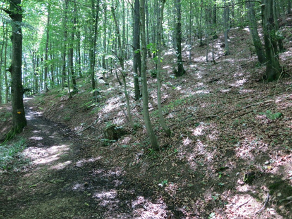 Naturwaldreservat Schinberg