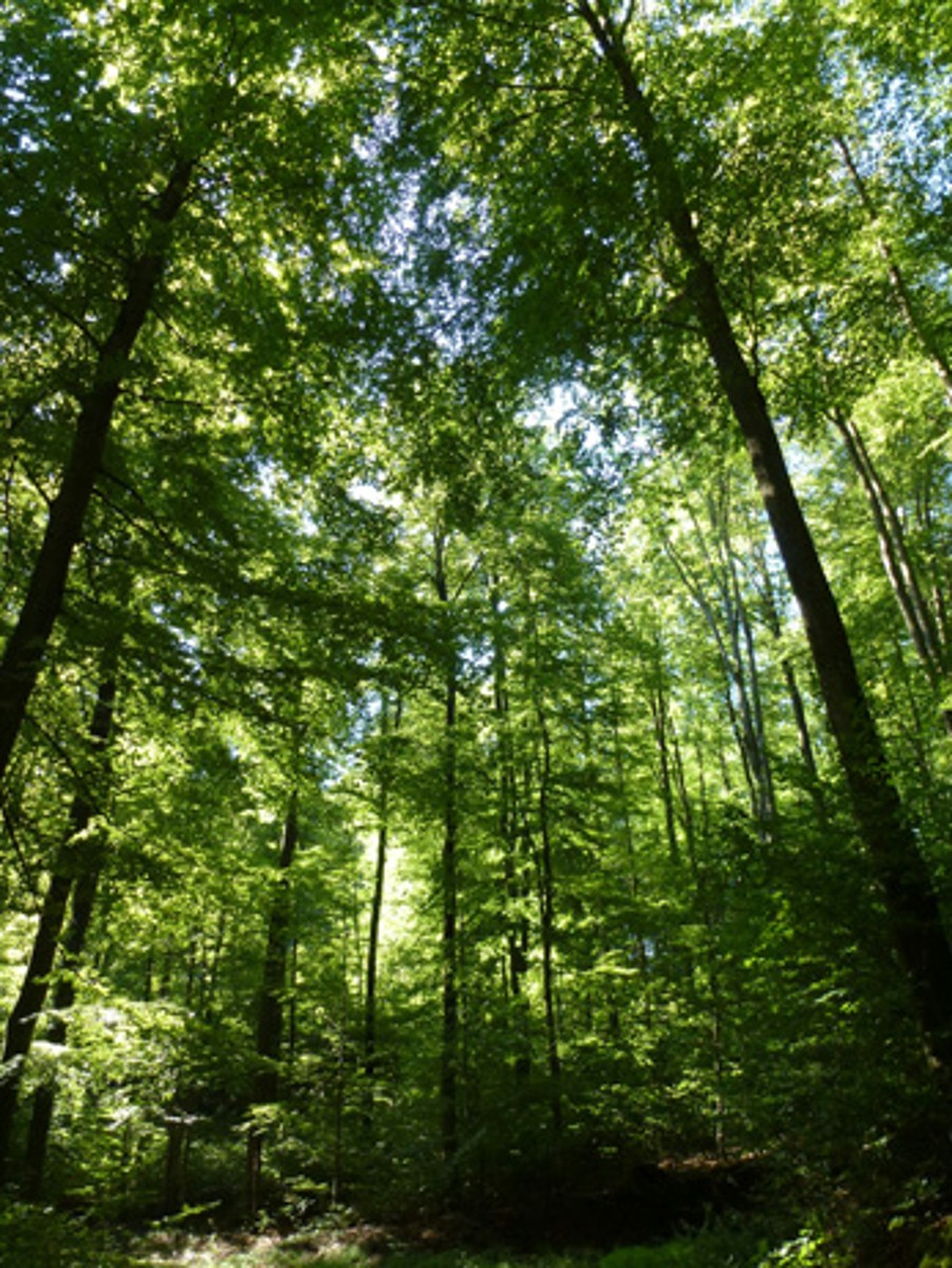 Naturwaldreservat Sunneberg