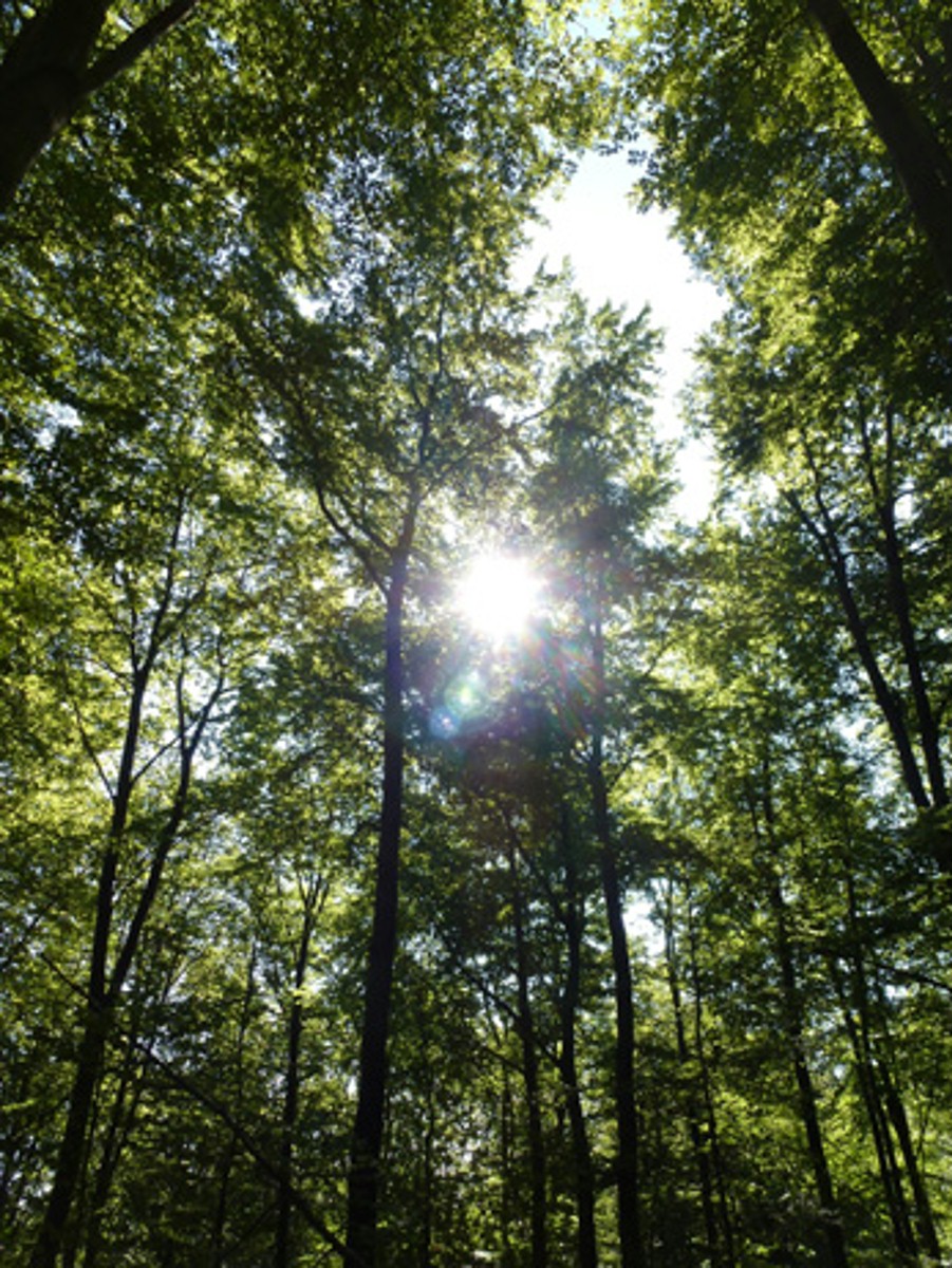Naturwaldreservat Sunneberg
