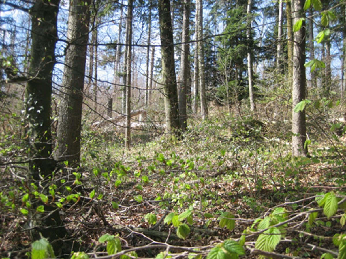 Naturwaldreservat Thiersteinberg-Homberg-Horn