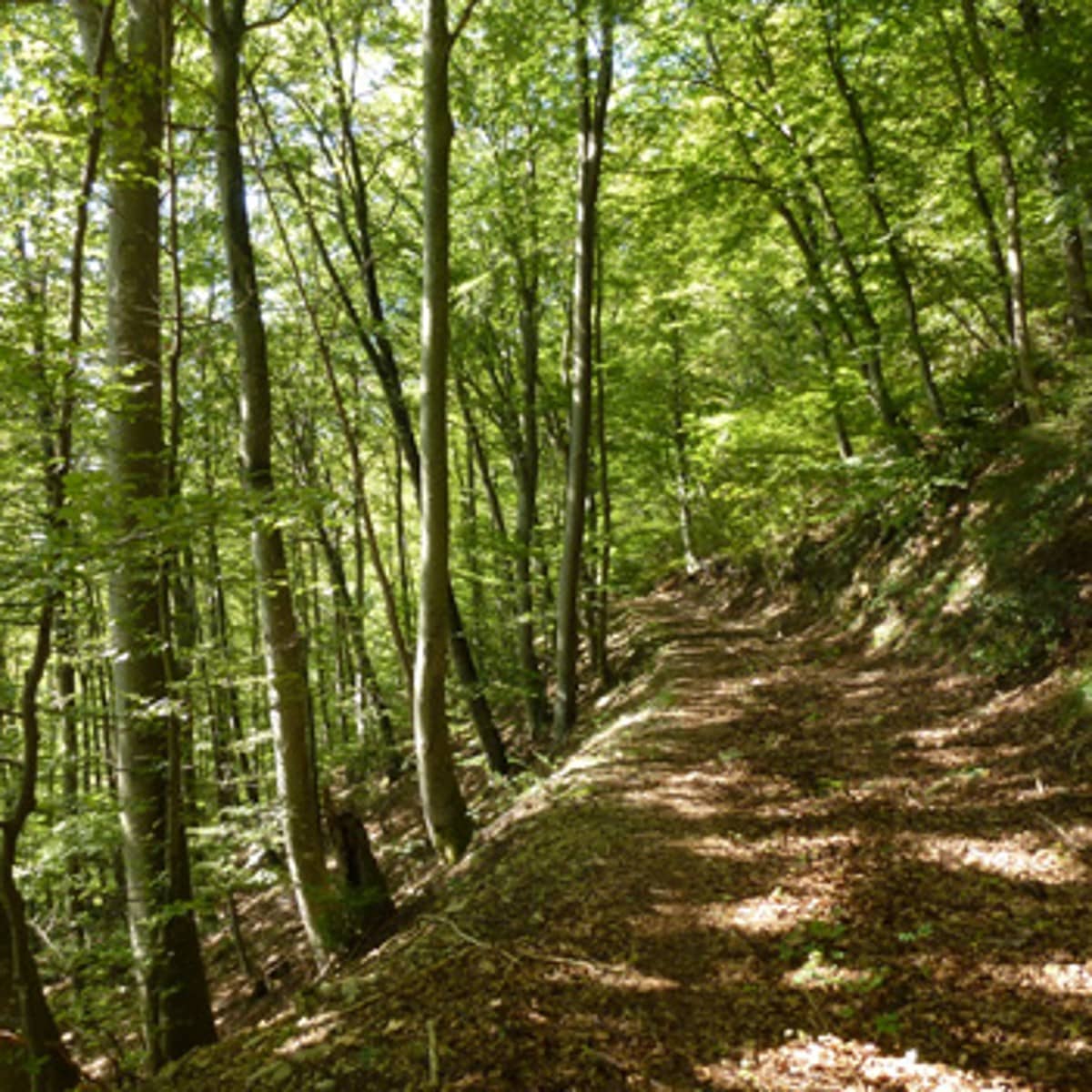 Naturwaldreservat Thiersteinberg-Homberg-Horn