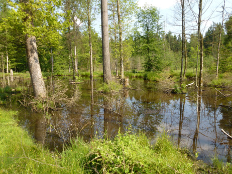 Naturwaldreservat Langholz