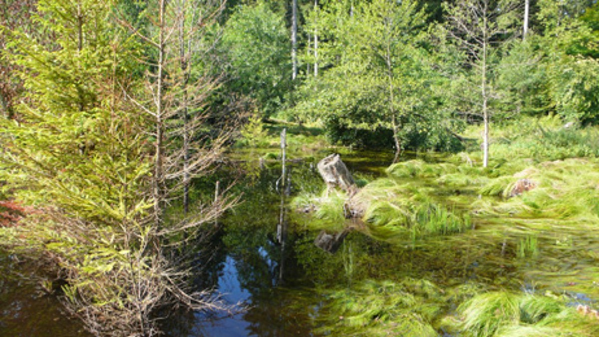 Naturwaldreservat Langholz