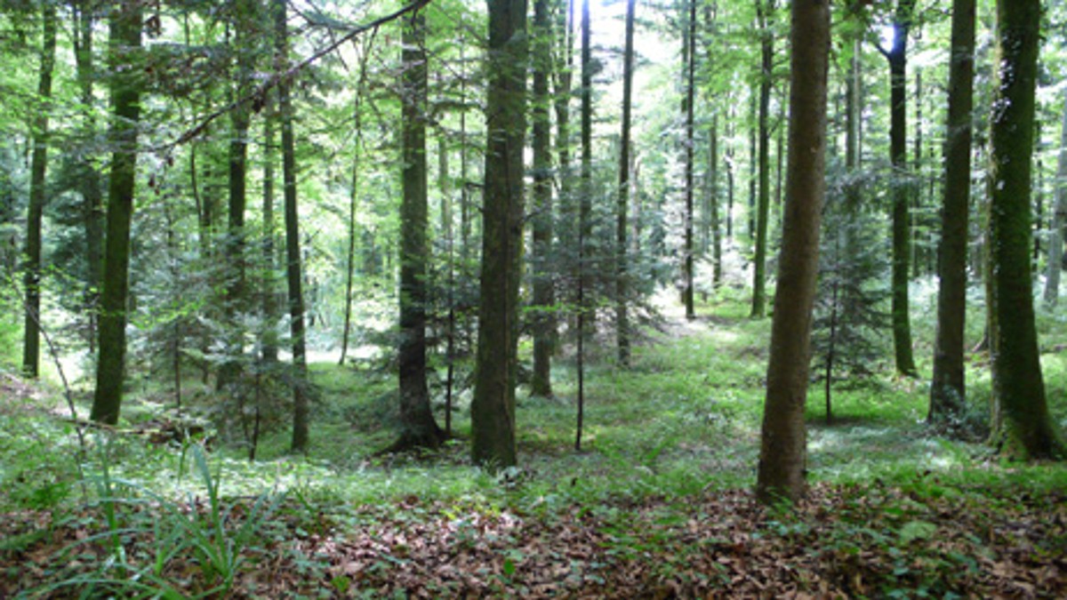 Naturwaldreservat Rebberg-Trottehubel