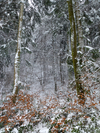 Naturwaldreservat Rebberg-Trottehubel