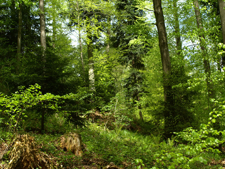 Naturwaldreservat Stiftswald