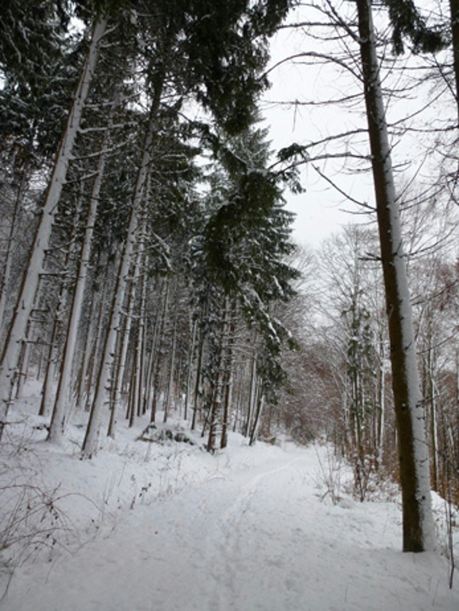 Naturwaldreservat Stiftswald