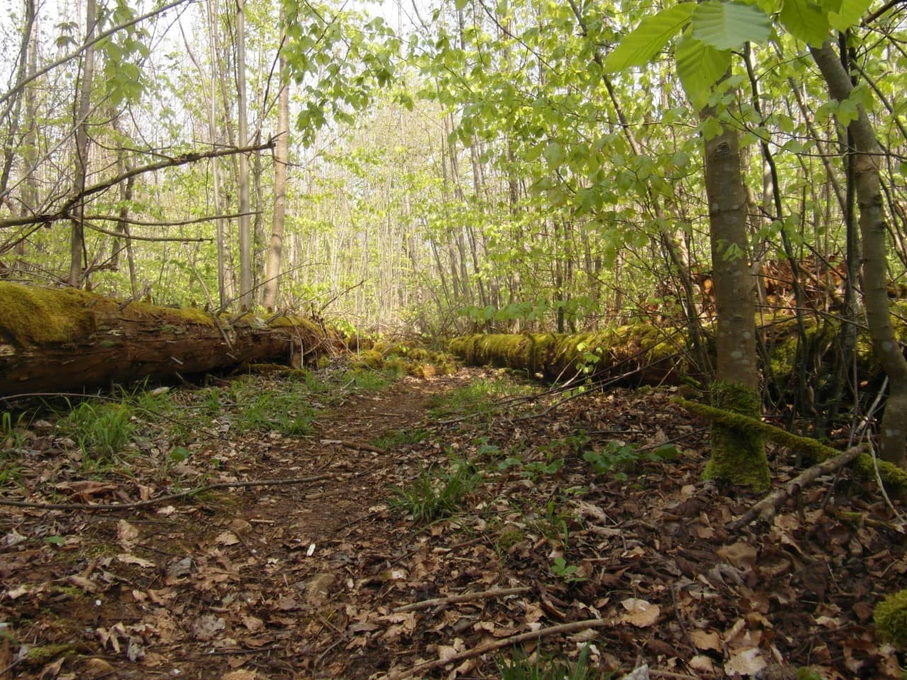 Naturwaldreservat Thiersteinberg-Homberg-Horn