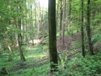 Naturwaldreservat Egelsee-Wälleflüehau
