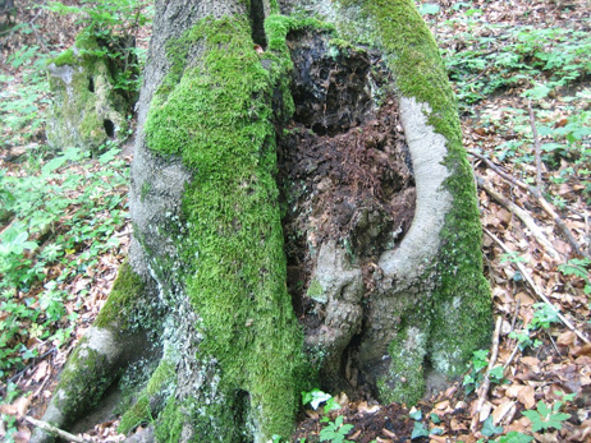 Naturwaldreservat Egelsee-Wälleflüehau