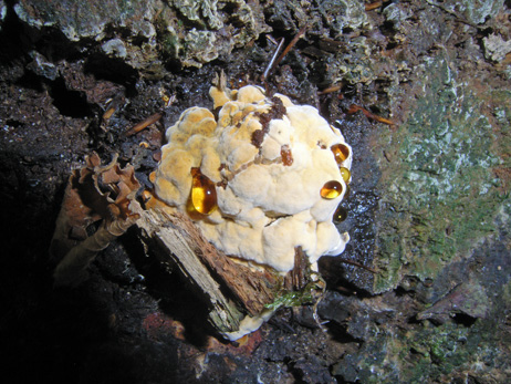 Naturwaldreservat Teufelskeller