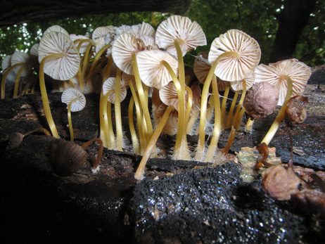 Naturwaldreservat Teufelskeller