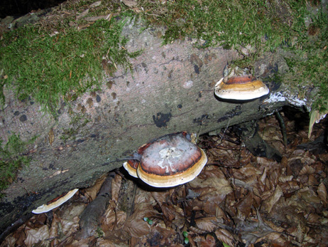 Naturwaldreservat Teufelskeller