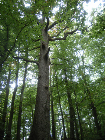 Naturwaldreservat Teufelskeller