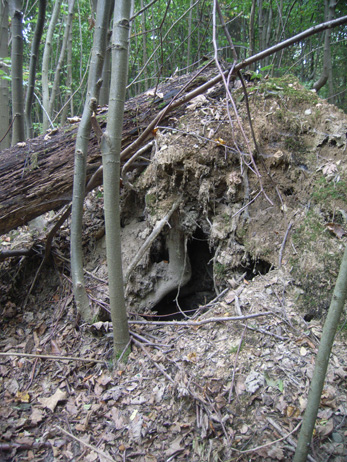 Naturwaldreservat Teufelskeller