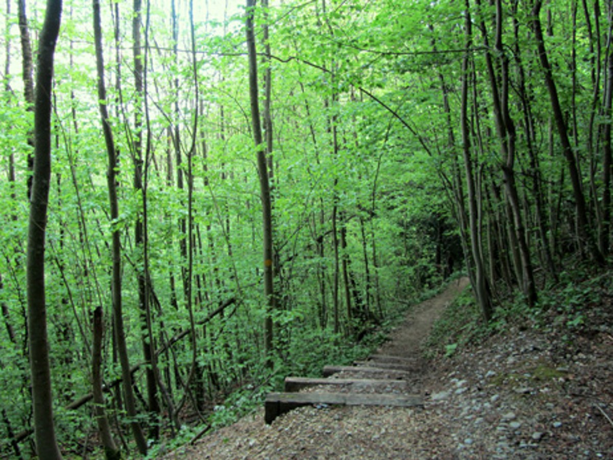Naturwaldreservat Unterwilerberg