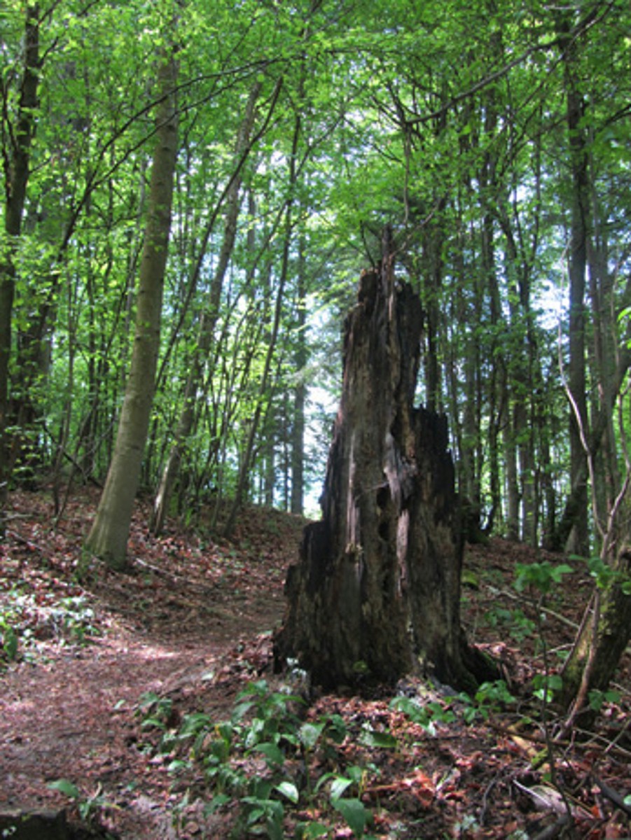 Naturwaldreservat Unterwilerberg