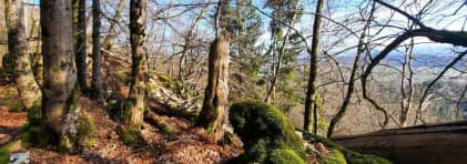 Totholz im Naturwaldreservat Lägern