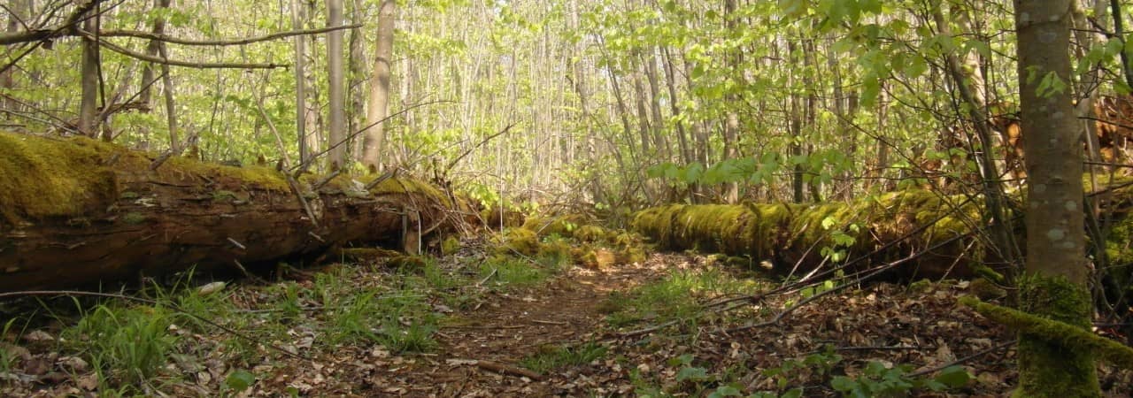 Blick auf den Dschungelpfad im Naturwaldreservat Thiersteinberg-Homberg-Horn